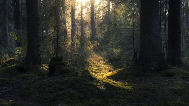 Fototapeta Letni las w Finlandii