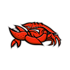 Mascot icon illustration of an angry red king crab or land crab, a decapod crustacean with thick exoskeleton, flexing it's pincer viewed from front on isolated background in retro style. © Redwater Vectors