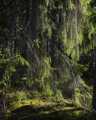 Summer forest in Finland