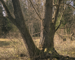 Summer forest in Finland