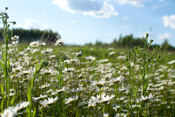 White camomiles on green field