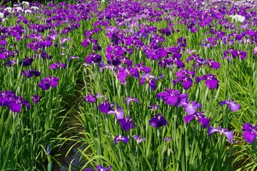 Iris ensata var. ensata (Hana shoubu)
