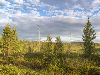 Forest landscape in Lapland
