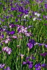 Iris ensata var. ensata (Hana shoubu)
