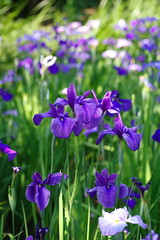 Iris ensata var. ensata (Hana shoubu)
