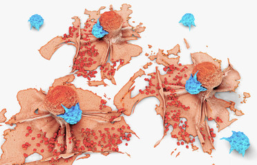 Fototapeta 3d illustration of a cancer cell attacked and killed by lymphocytes obraz