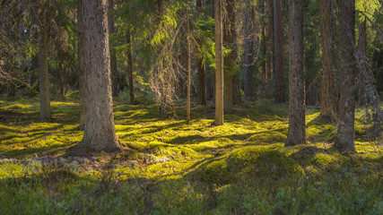 Summer forest in Finland