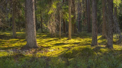 Gardinen Wälder Summer forest in Finland  © tommitt