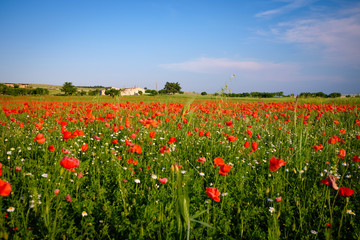 Field of wild red poppies. Apulia countryside - Italy