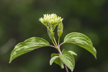 Carnus flower and green leaf outdoors.