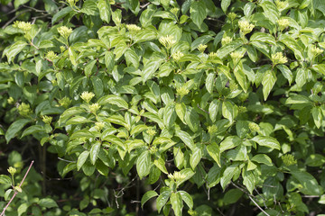 Carnus flower and green leaf outdoors.