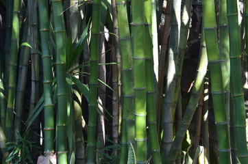 Fototapeta premium Bambous, océan indien