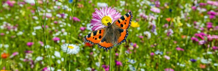 Schmetterling auf einer Blumenwiese