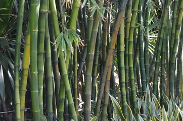 Bambous, océan indien