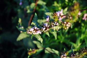 Salvia officinalis (garden, common  or culinary sage small pink buds macro close up detail, dark blurry green leaves bokeh background