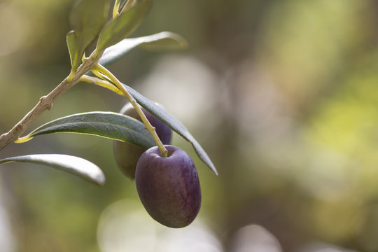braune Oliven am Zweig Nahaufnahme