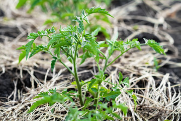 Tomato seedling in the ground with straw, young foliage of tomato. Closeup