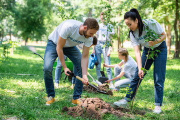 volunteers planting trees in green park together