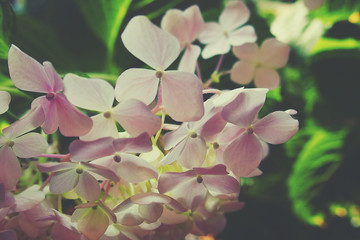  delicate pale pink hydrangea blooming in the summer garden illuminated by the warm sun