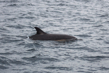 Fototapeta premium Delfin