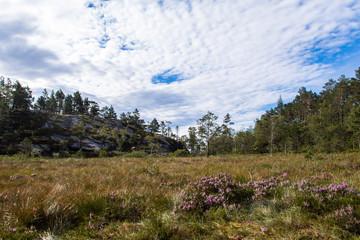 Preikestolen