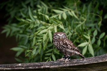 Little Owl