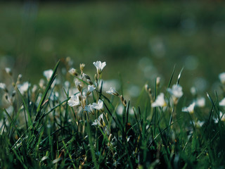 Fototapeta premium Little white flowers