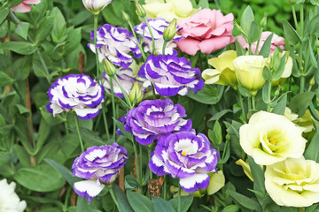Colorful chinese rose flowe bloming in garden background