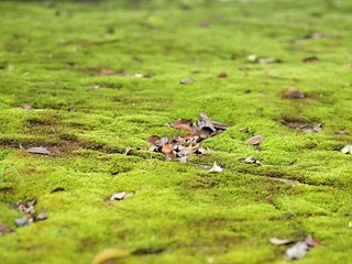 苔むした林床