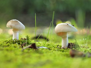 タマゴテングタケモドキ