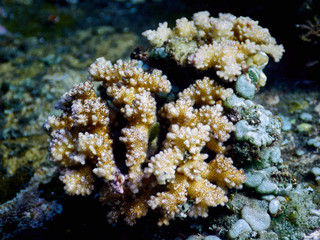 Soft coral reef