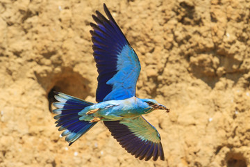 exotic bird in flight brings food for chicks