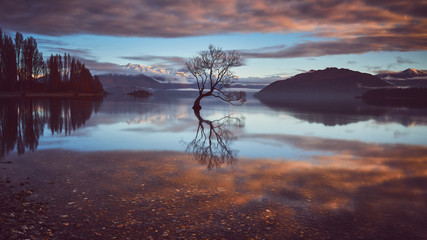 Einsamer Baum, Wanaka - Südinsel von Neuseeland