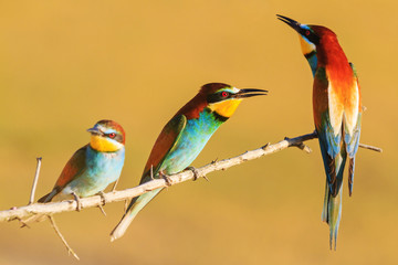 colored birds in the sunset