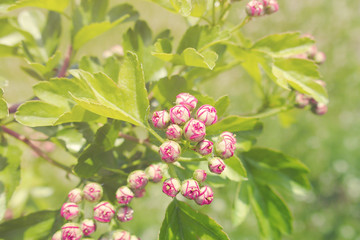  summer white and pink fine flowers on a green tree illuminated by a hot bright sun