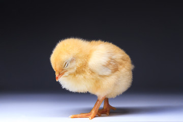 yellow chick standing asleep