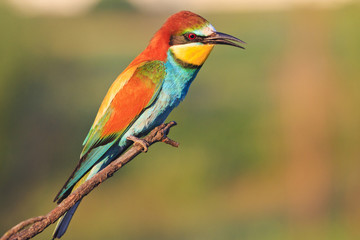 exotic bird in the east with a magnificent plumage