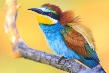 incredibly beautiful birds at sunrise