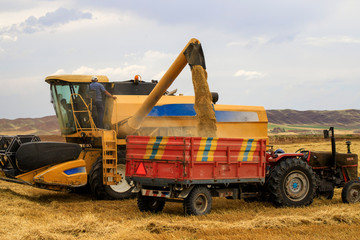 Obraz premium harvester in the field