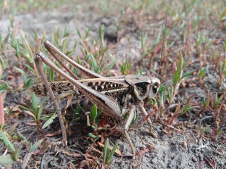 grasshopper