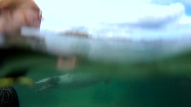  woman swimming underwater in the sea with wild grey seal near Dalkey Island, Ireland