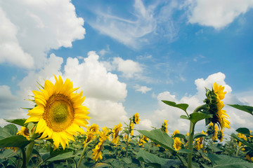Sunflowers background. Agricultural natural resources. Environmental sustainability.
