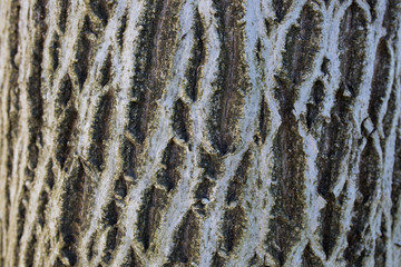 Rustic natural real tree bark outdoors.
