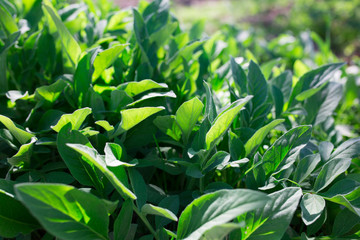 Green leaves outside in the yard. Natural rustic background and natural texture. Plants in the sun lights outdoors.