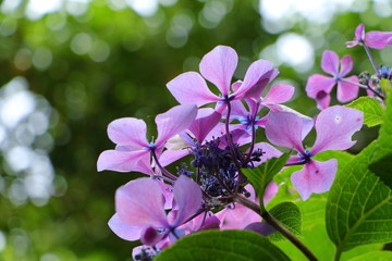 紫陽花の風景