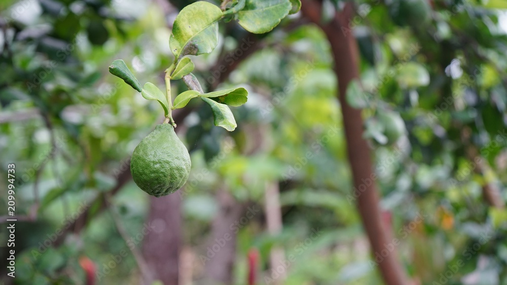 Poster Bergamot on Tree in garden

