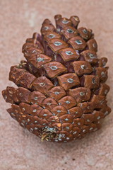 Pine cones in the area of Alimini.