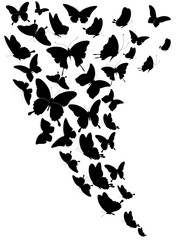 black butterfly, isolated on a white