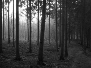 Naklejka premium bnw