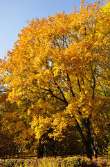 Клен осенью пожелтел.